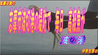 志摩市波切港の堤防釣り　高級魚　絶好調