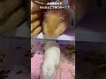 お掃除待ちでそんなとこで待つの！？なモルモット🫶 モルモット guineapig ぷいぷい