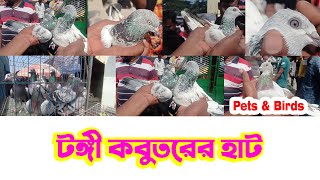 হাইফ্লায়ার কবুতর কিনুন টঙ্গী হাট থেকে ১৫০ টাকা পিস। Giribaz Pigeon Price