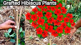 एक से अधिक कटिंग को ग्राफ्ट करने की तकनीक _ grafted hibiscus plants