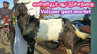 28 - 07 - 2023 | வள்ளியூர் ஆட்டுச்சந்தை | vallioor goat market | சனி கிழமை வள்ளியூர் ஆட்டுச்சந்தை