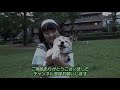 爆弾なんか落とすなボケ＝！【甲斐犬・柴犬】