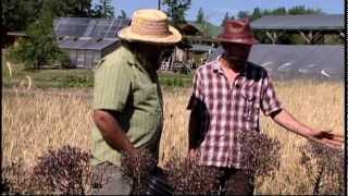 Seed Works - Lettuce Seed; production