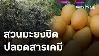 สวนมะยงชิดปลอดสารเคมี สร้างรายได้ตลอดปี | 15-03-66 | ตะลอนข่าว