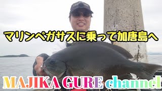 尾長グレ爆釣❗初夏の磯グレ、加唐島のフタ目瀬へマリンペガサスで行く❗マジカグレ❗