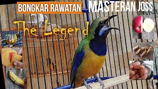 Download Lagu birdlovers Cucak Cungkok Rawatan BONGKAR Isian Tem... MP3 Gratis