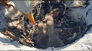 BIG BEAR YOUNGEST CHICK 3 GETS FIRST BITE! 🐥Jackie Feeds All Three Chicks! 🐥🐥🐥 FOBBVCAM 3.8.25