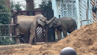 お部屋に帰る前のわちゃわちゃタイム！アルンくん楽しそう【‎2025年‎1月8日】【上野動物園】アジアゾウ