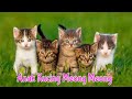 Anak Kucing Meong Meong ~ Kompilasi Kucing Lucu ~ Lagu Anak Terpopuler