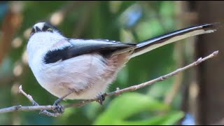 2023年新春秋ヶ瀬探鳥