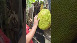 Jackfruit cutting vedio.#shorts