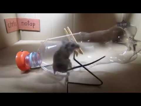 Mouse Trap Funny Video Youtube