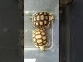 African Spurred Tortoises (Centrochelys Sulcata) #sulcata #animals #tortoise #reptile #dadstekhniktv