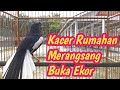 KACER RUMAHAN BUKA EKOR TERAPI PALING AMPUH MERANSANG LAWAN AGAR CEPAT RESPON BUNYI