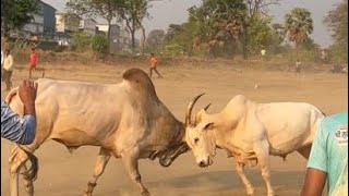 Sonya Vs Raja 👑  Win Sonya 👑 #bullfightmaharashtra #viral #shorts