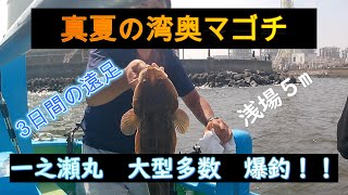 【真夏の湾奥マゴチ】東京湾金沢八景一之瀬丸マゴチ釣り　期間限定爆釣ポイント！