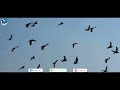 خیل بازي دوش کفتر سر سر بام ها فواد جان، شوقي مشهور شکار جانانه، طور جانانه pigeon hunting