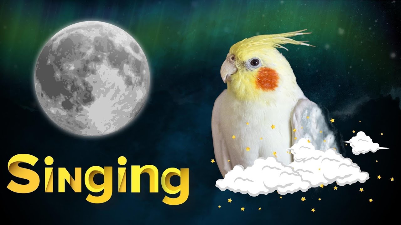 Happy Cockatiel Singing рџ њ Cockatiel Singing Training рџњї Youtube