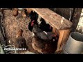 Chickens Making Chicken Noises on the ihatepeacocks urban farm in Colorado Springs.