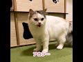 何が起こった…！？バテバテになった猫【おしゃべりする猫】 【猫アテレコ】