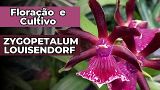 FLORAÇÃO E CULTIVO ZYGOPETALUM LOUISENDORF