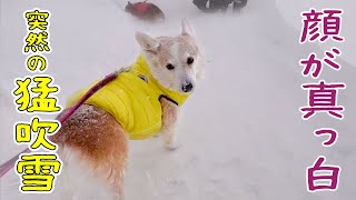 散歩中に突然吹雪に見舞われ、白い顔がさらに真っ白になったコーギー