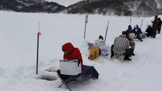 三笠市桂沢湖のワカサギ