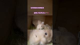 【盗撮】お部屋ではこんな感じ🐰🎶#baby #rabbit #bunny #うさぎ #ネザーランドドワーフ #親子