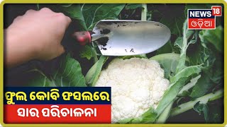 Annadata I ଫୁଲ କୋବି (Cauliflower) ଫସଲରେ ଅଣୁସାର ଓ ଖତସାର ପରିଚାଳନା