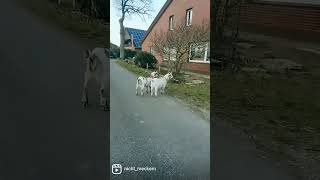 Die Ziegen Kallih und Djuuko erschrecken sich vor Katzen 🤣 #ziege #zwergziege #