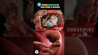 8 weeks fetus in womb 🌹Baby growing in the womb | Fetal development #pregnancy #mother #baby #love