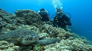 沖縄・チービシ諸島・①②神山ラビリンスでファンダイビング