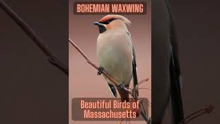 😍🥰🤩17 Beautiful Birds of Massachusetts | Bohemian Waxwing #short