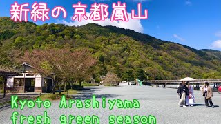 2021年4月7日(水)新緑の京都嵐山🌱 Kyoto Arashiyama fresh green season