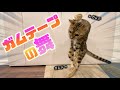 前足にガムテープが付いて踊り狂う猫