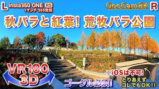 ＜VR180 3D＞秋バラと紅葉の荒牧バラ公園 2023.11.26【ゴーグル必須・立体視】