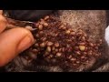 Rescue remove ticks from poor dog - Dog rescue #53