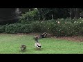 Disney Ducks Fighting with Each Other at Magic Kingdom!