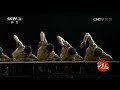 celebrating the 70th anniversary of inner mongolia autonomous region cctv