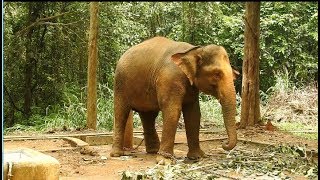 Kodanand Elephant Training Centre [ Perumbavoor  Ernakulam  Kerala India ]