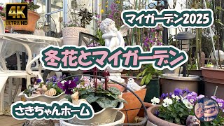 【4K動画】2025年1月1日  冬の花が咲いています。 #flowers #garden #癒し#自然 #naturelovers #薔薇は美しく散る #ばらの花 #rosegarden