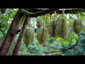 ขั้นตอนการปลูกทุเรียน ตั้งแต่ปลูกจนติดลูก คลิปเดียวจบ  Durian Thailand  Quả sầu riêng  榴蓮