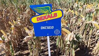 DKC5810 Dekalb kukorica vetőmag bemutatása KukoricaVetőmag.hu Kft. 2024