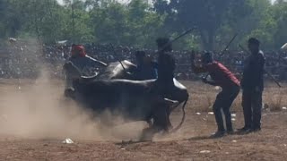 মিশিরডি সন্তোষ মাহাতর আসরের ৩নং কাড়ার  লড়াই🔥 সন্তোষ মাহাত (মিশিরডি) বনাম মন্ত্রী বাউরি (আনাই)