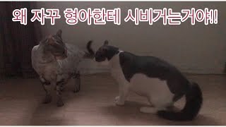 형아한테 자꾸 시비거는 막내고양이 (서열1위가 혼내줬습니다)