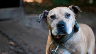 ミシガン州の闘犬襲撃で救出された犬たち