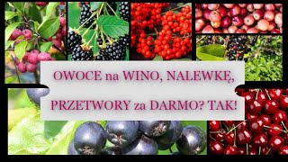 Owoce ZA DARMO na Wino, Nalewkę, Przetwory?  TAK! - gdzie zbierać, jak załatwić, gdzie szukać?