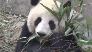 子パンダお食事中 中国四川省成都の動物園にて　Giant Panda have lunch