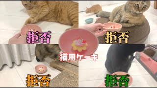 猫用ケーキをあげてみた結果...！？