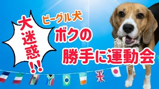 大迷惑なビーグル犬のカオスすぎる室内運動会